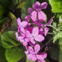 HoldViola