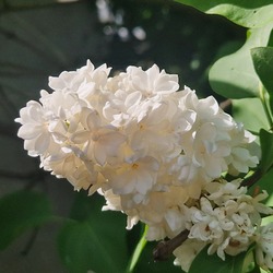 Orgona Virágzás