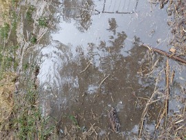 Ladánybene