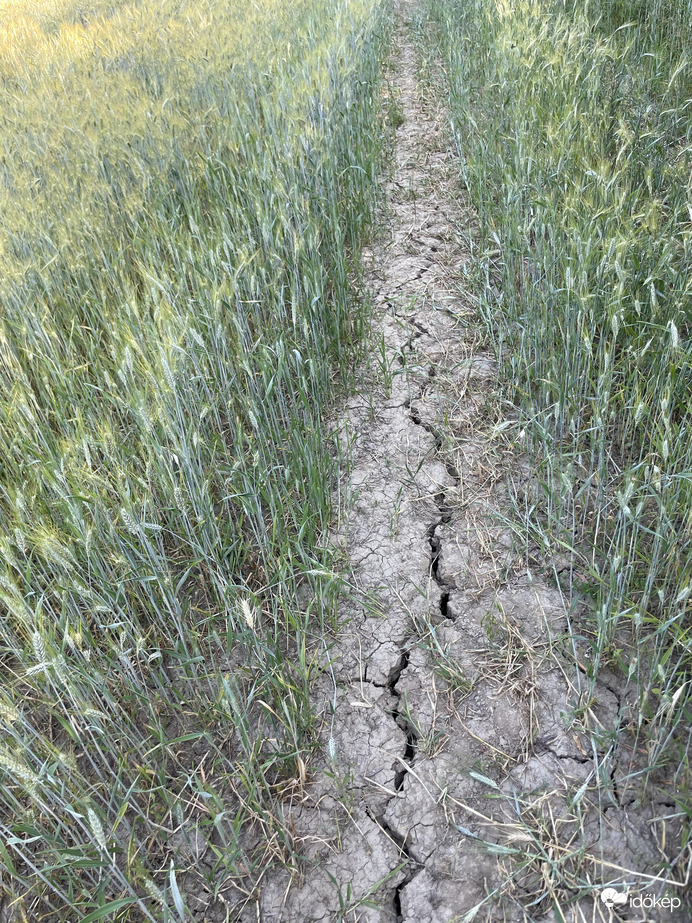 Nagyon kellene egy kis eső