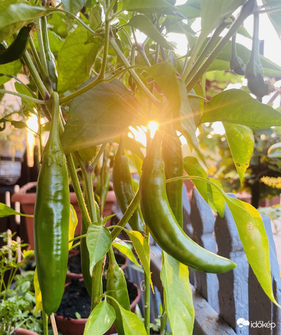 Tavasszal a fűszereket válogatva kidobtam egy cserépbe a chili fűszerpaprikát es olyan boldogság tölt el ugyanis ez lett belőle! :)