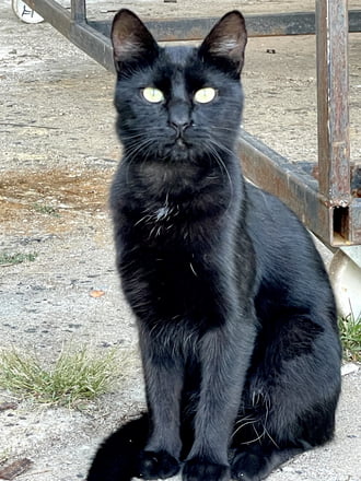 Ritkán látok ennyire idéző tekintetett :)