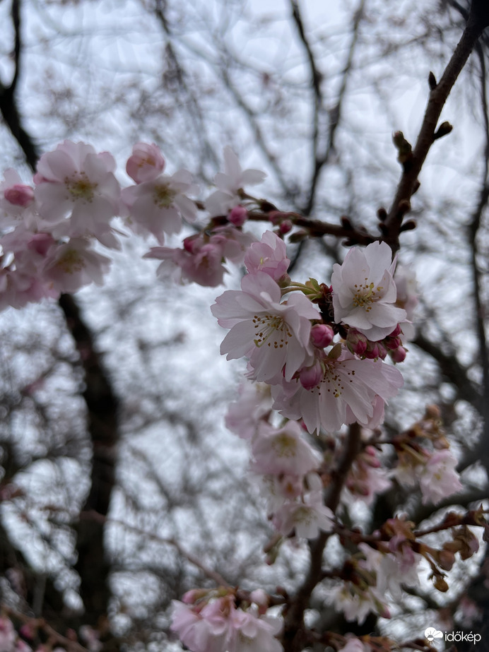 Különlegesség…:) 2025.12.11. Lyon