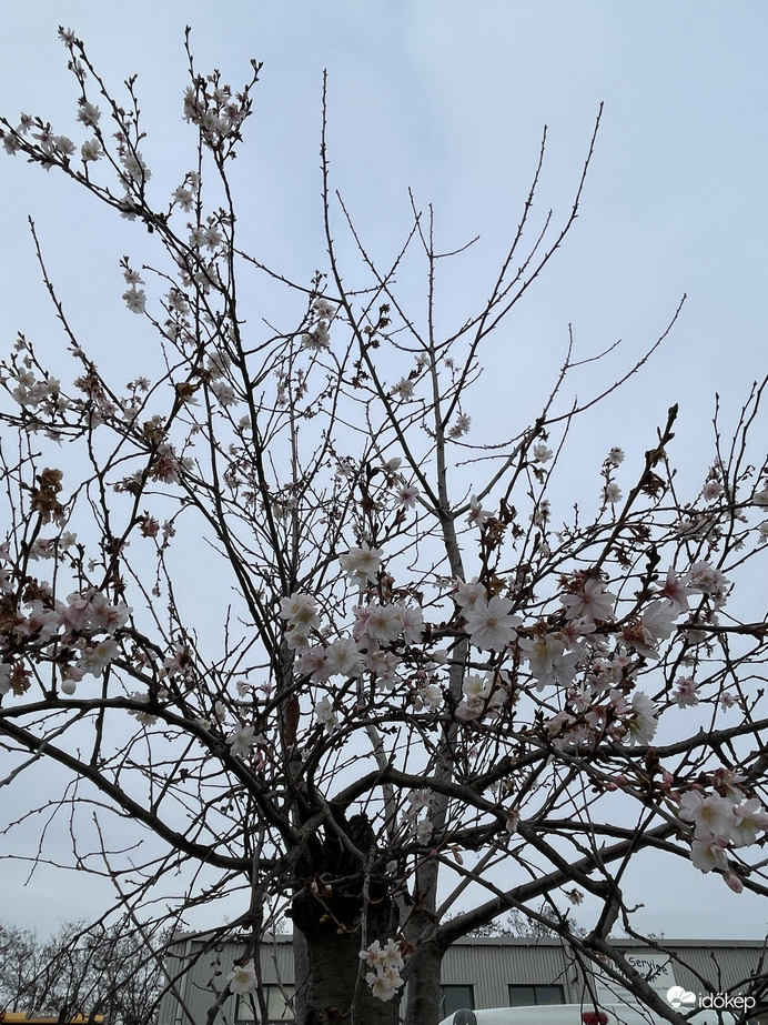 Különlegesség…:) 2025.12.11. Lyon