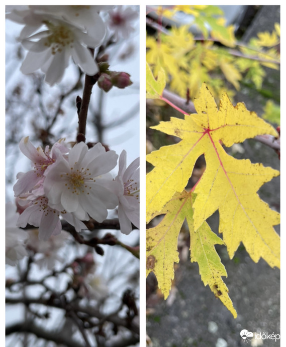 Számomra nagyon különleges az hogy egy utcában van egy kicsi tavasz, egy kicsi ősz és persze ez az egész télen!:) 2025.12.11. Lyon