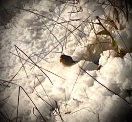 A kis vörösbegy pihen a bokor alatt