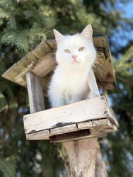 A madáretetőben egy igen ritka és szép madarat sikerült lefotóznom:))) 