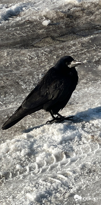Kb. Így nézet rám ez a varjú: Te most vásárolni vagy engem fotózni jöttél??:))