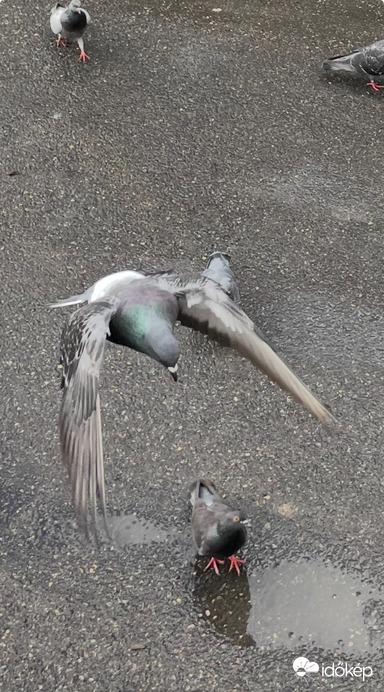 Én nézem Őt, Ő meg a társát..:))