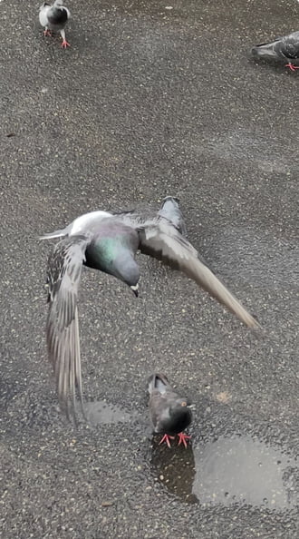 Én nézem Őt, Ő meg a társát..:))