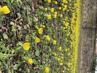 Ébredezik a természet:)