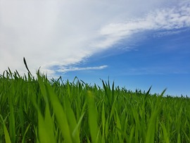 Kettős