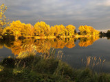 Aranyszínű ősz