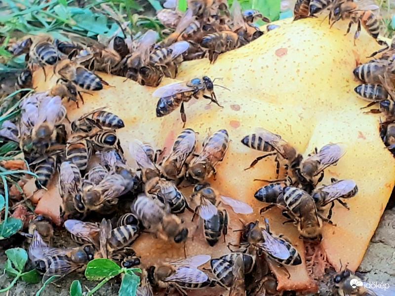 Méhbirodalom:))