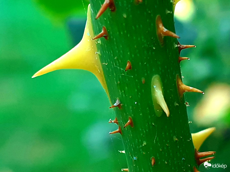 Vigyázat, szúrásveszély! :))