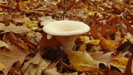 szupercella18 fotója
