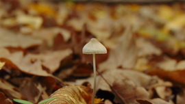 szupercella18 fotója