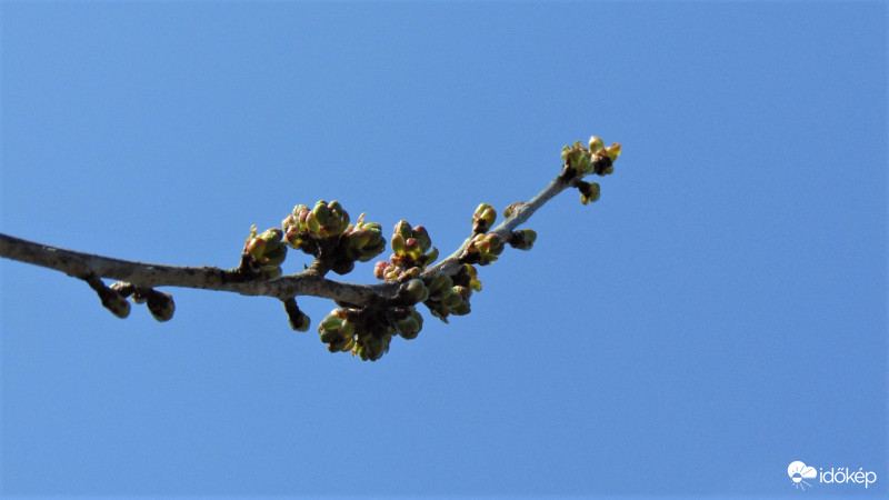 Hamarosan virágba borul!:))