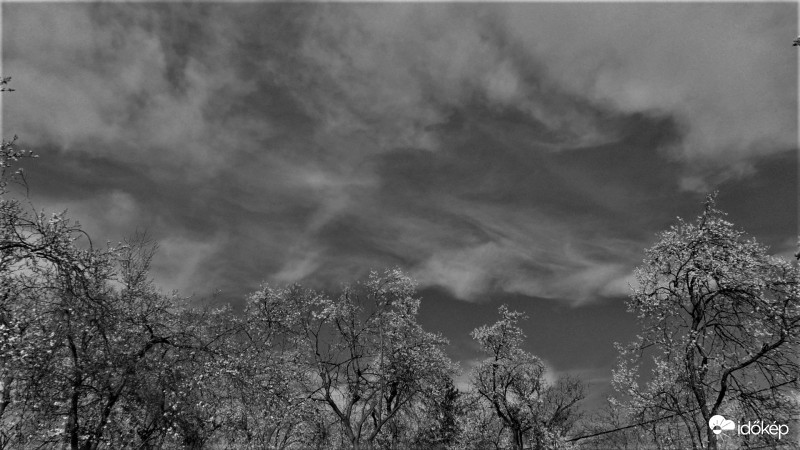 Cirrusok és virágzó szilvafák 