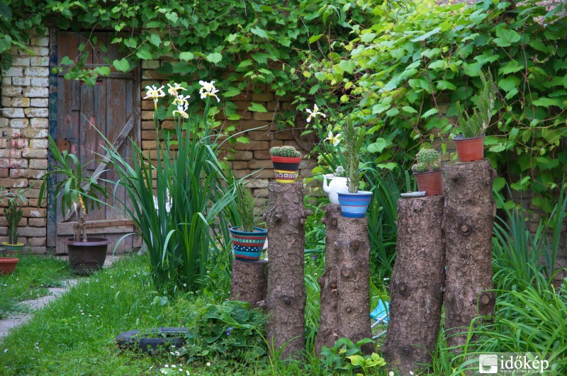 A szomszéd kerje...