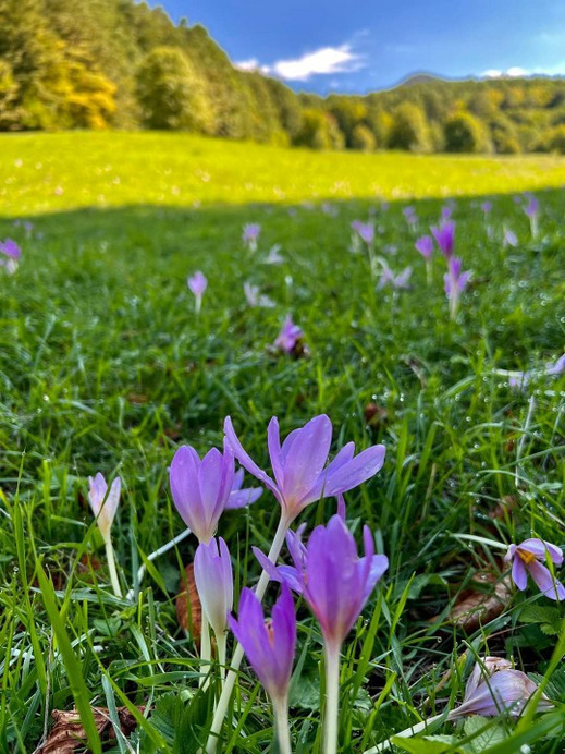 Süttő