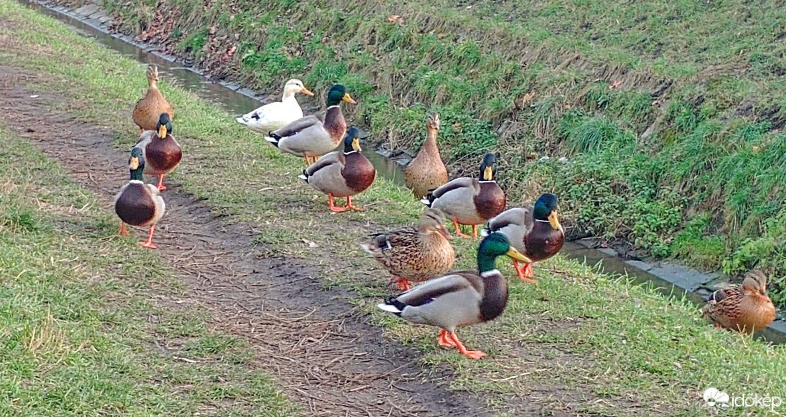 Vizi madarak szárazon