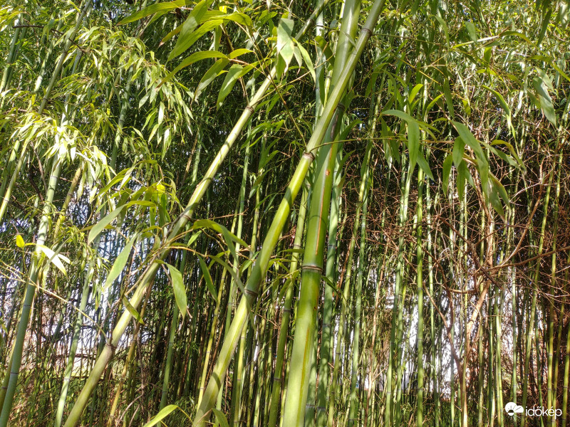 Bambuszerdő