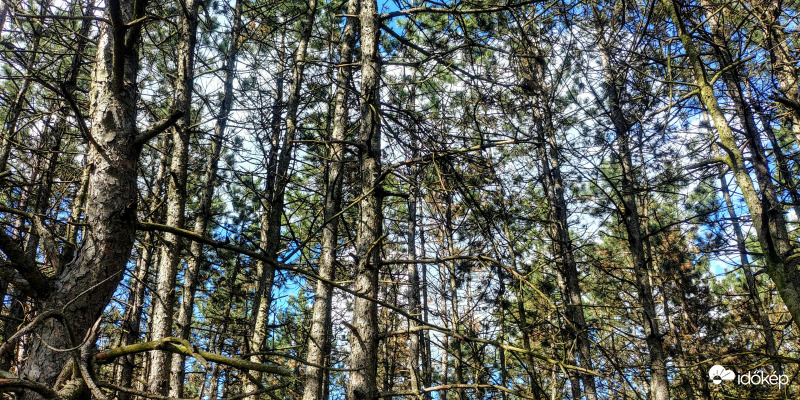 Fenyőerdőben