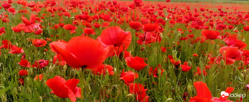 Pipacsok Rákospalotán