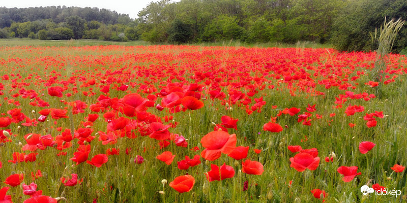 Pipacs mező Rákospalotán