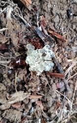 Meztelen csiga tojása