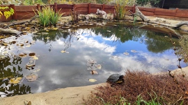 Állatsziget - Farkaserdő