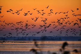 Fagyos reggeli aranyóra 