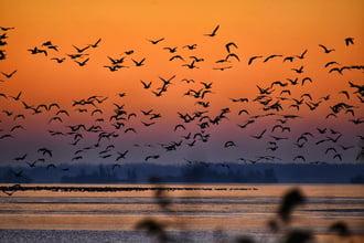 Fagyos reggeli aranyóra 