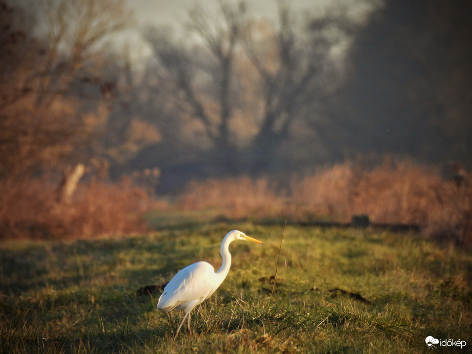 Kis-Balaton