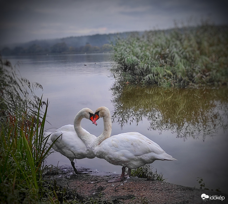 Kis-Balaton. 