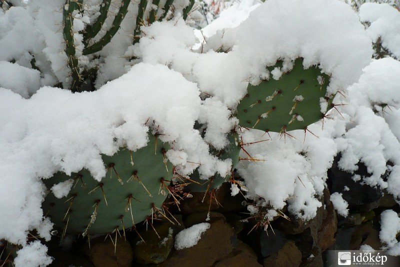 Októberi tél Várvölgyön, kaktuszokkal