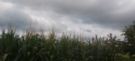 Pókaszepetk