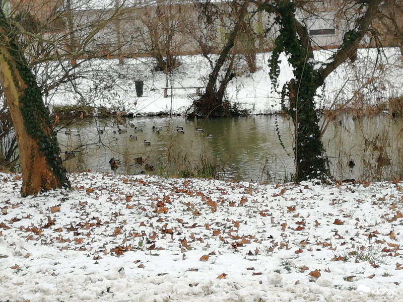 Kacsák Békéscsabán 