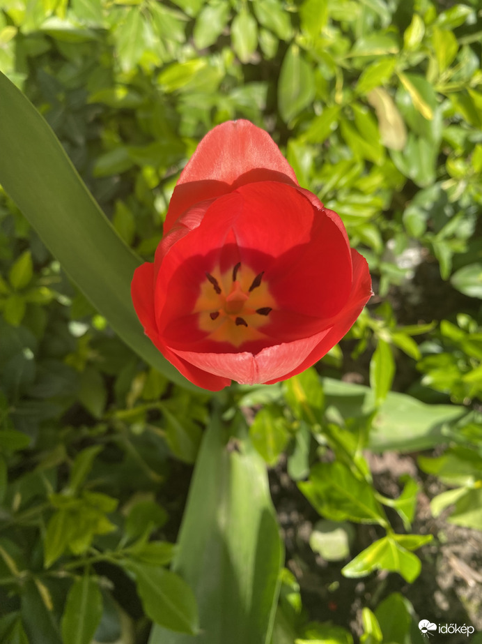 Itt a tavasz tulipán 