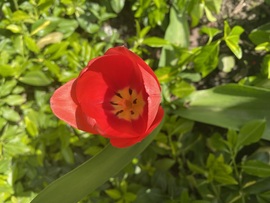 Itt a tavasz tulipán 