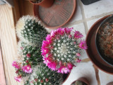 Virágzó mammillaria kaktusz