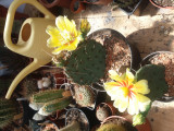 Virágzó opuntia( kaktusz)