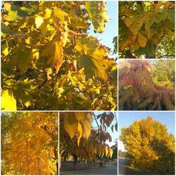 Dévaványán is színesesdőben