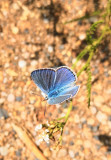 Pihenő 