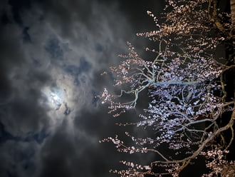 A barackfa, a virága és a hold