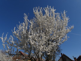 Cseresznyeszilva (fosóka-dobzó) bokor virágzása