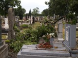 Viharkár a temetőben
