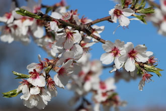 Természetes szépség