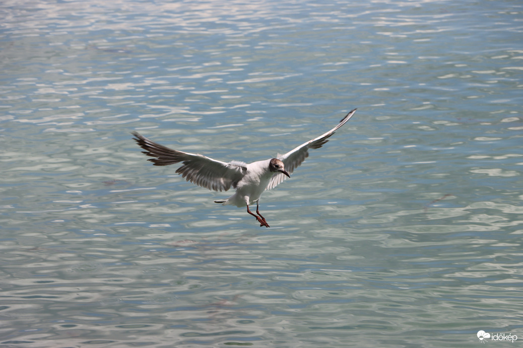 tecus fotója